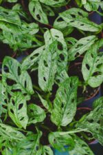 Zdjęcie rosliny doniczkowej Monstera Adansonii Mint, ujęcie 2