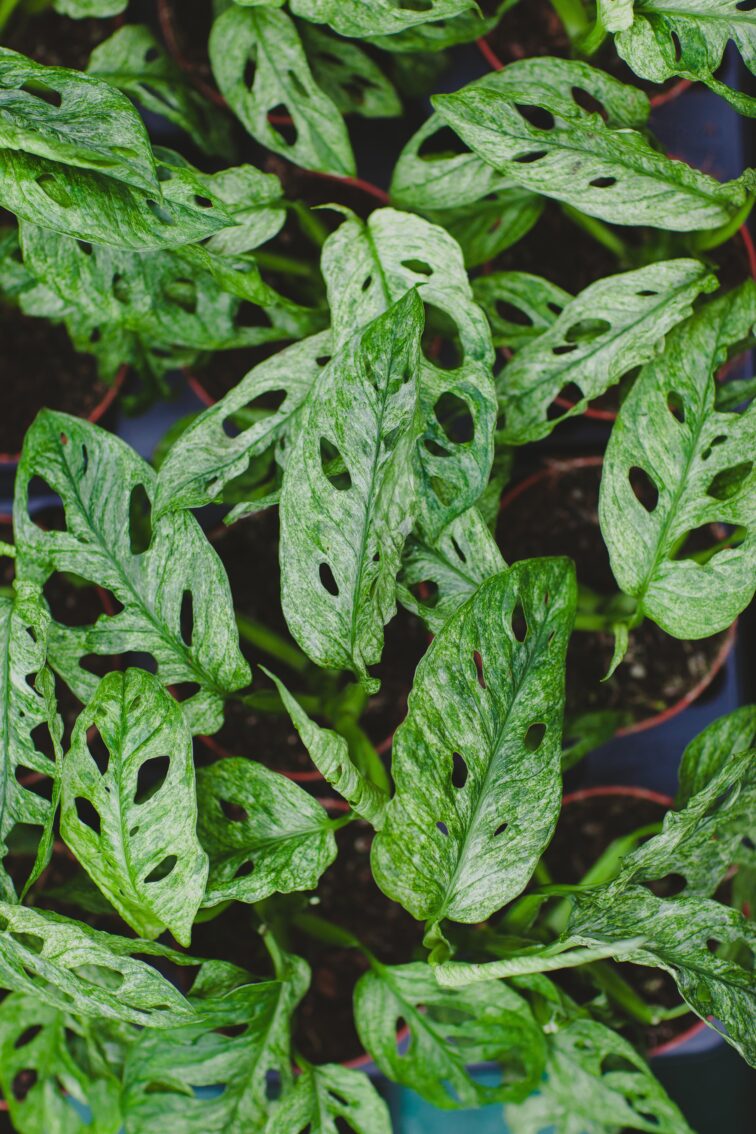 Zdjęcie rosliny doniczkowej Monstera Adansonii Mint, ujęcie 2