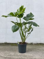 Zdjęcie rosliny doniczkowej Monstera deliciosa (Monstera dziurawa), ujęcie 1