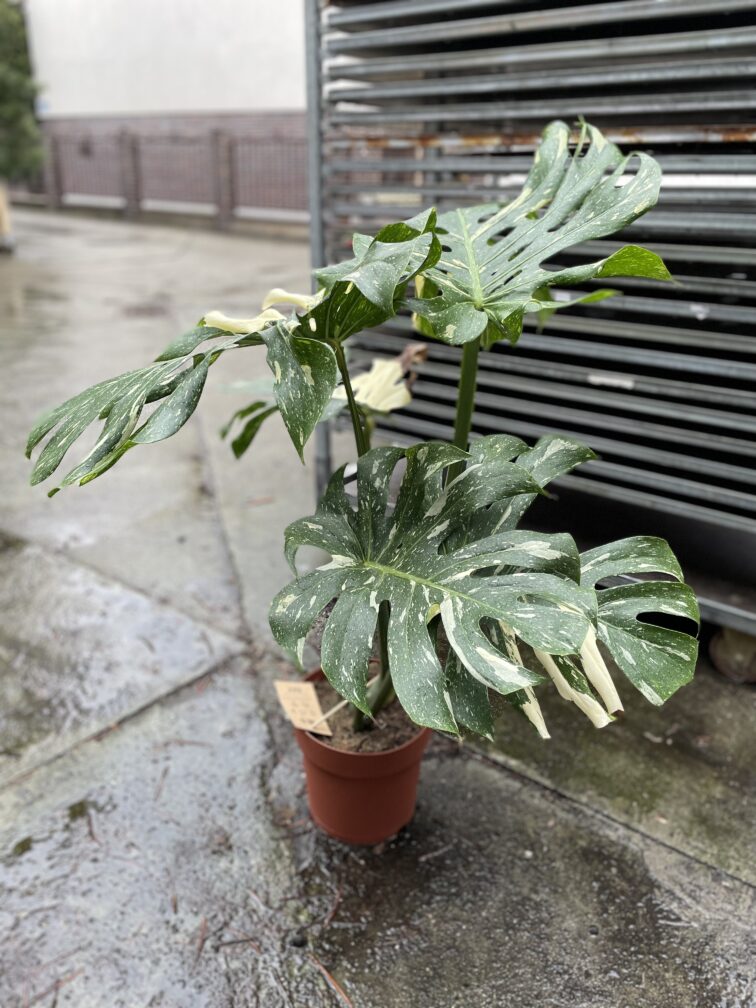 Zdjęcie rosliny doniczkowej Monstera Thai Constellation I, ujęcie 1