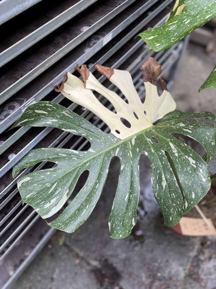 Zdjęcie rosliny doniczkowej Monstera Thai Constellation I, ujęcie 2