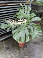 Zdjęcie rosliny doniczkowej Monstera Thai Constellation I, ujęcie 3