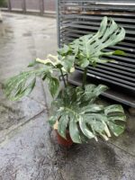 Zdjęcie rosliny doniczkowej Monstera Thai Constellation I, ujęcie 4