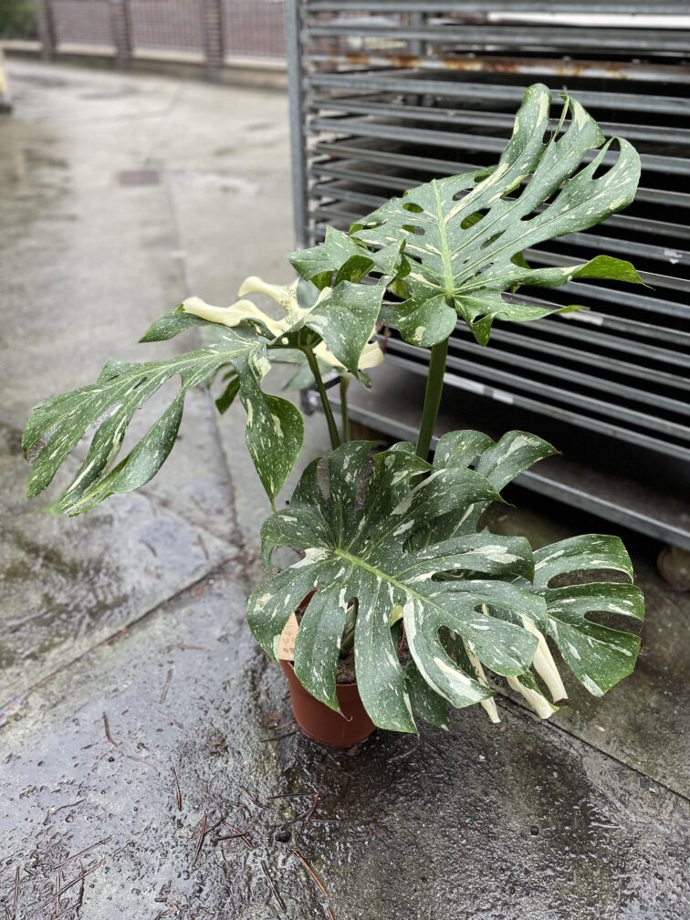Zdjęcie rosliny doniczkowej Monstera Thai Constellation I, ujęcie 4