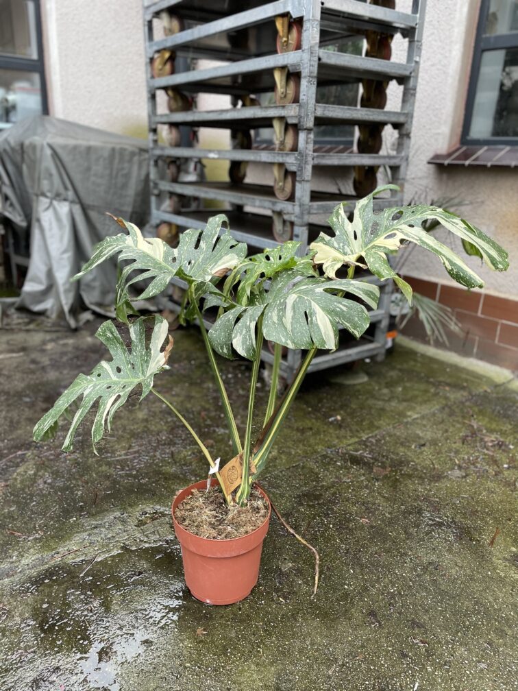 Zdjęcie rosliny doniczkowej Monstera Thai Constellation II, ujęcie 1