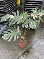 Zdjęcie rosliny doniczkowej Monstera Thai Constellation II, ujęcie 2