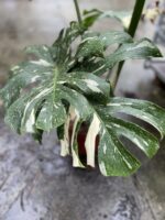 Zdjęcie rosliny doniczkowej Monstera Thai Constellation II, ujęcie 3