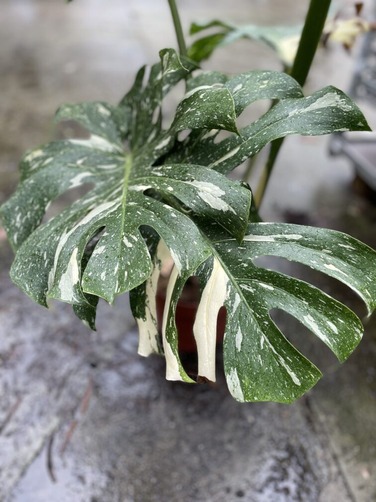 Zdjęcie rosliny doniczkowej Monstera Thai Constellation II, ujęcie 3