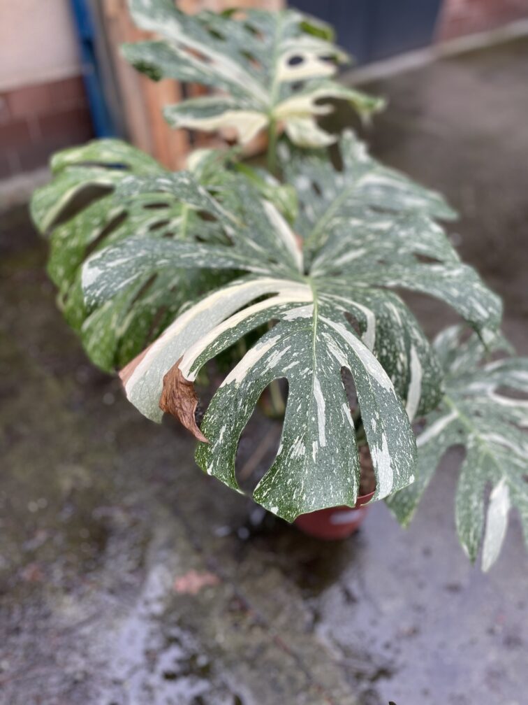 Zdjęcie rosliny doniczkowej Monstera Thai Constellation II, ujęcie 4