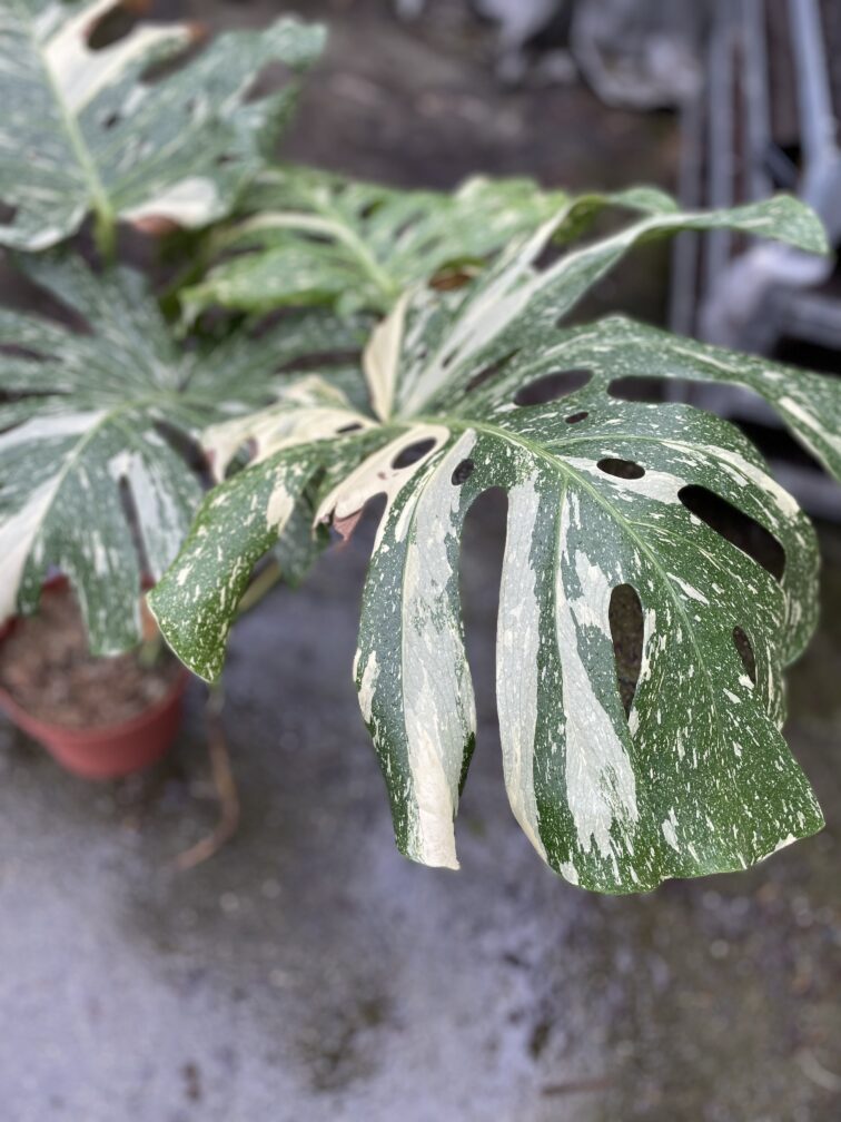 Zdjęcie rosliny doniczkowej Monstera Thai Constellation II, ujęcie 5