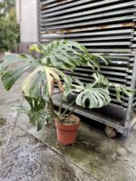 Zdjęcie rosliny doniczkowej Monstera Thai Constellation III, ujęcie 1