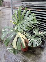Zdjęcie rosliny doniczkowej Monstera Thai Constellation III, ujęcie 2