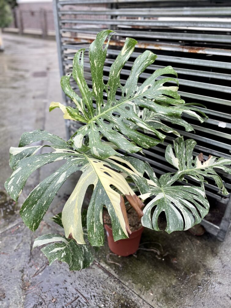 Zdjęcie rosliny doniczkowej Monstera Thai Constellation III, ujęcie 2