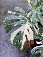 Zdjęcie rosliny doniczkowej Monstera Thai Constellation III, ujęcie 3