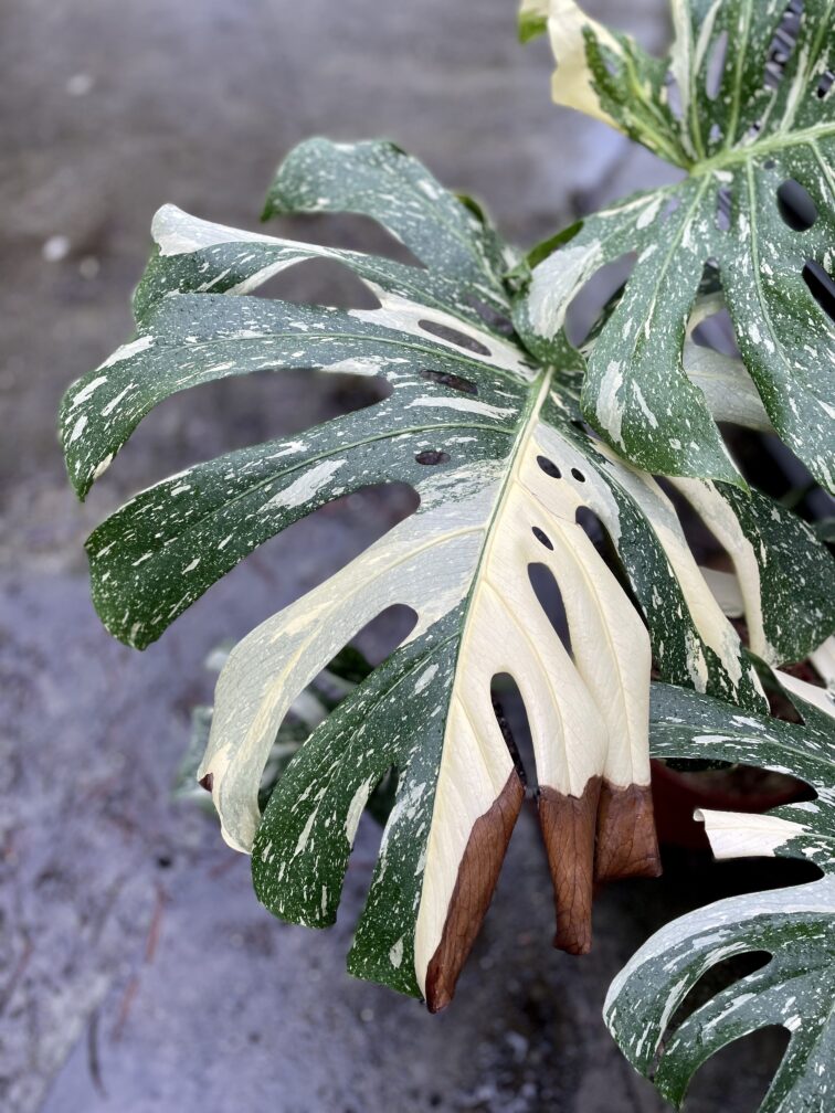 Zdjęcie rosliny doniczkowej Monstera Thai Constellation III, ujęcie 3