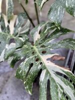 Zdjęcie rosliny doniczkowej Monstera Thai Constellation III, ujęcie 4
