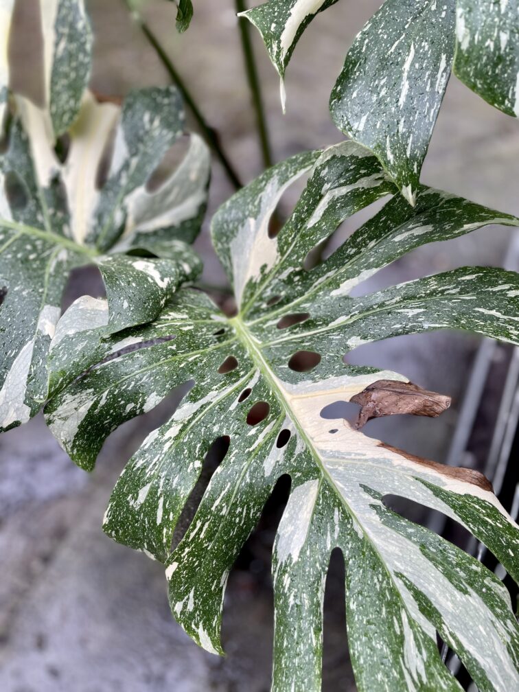 Zdjęcie rosliny doniczkowej Monstera Thai Constellation III, ujęcie 4