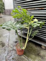 Zdjęcie rosliny doniczkowej Monstera Thai Constellation III, ujęcie 5