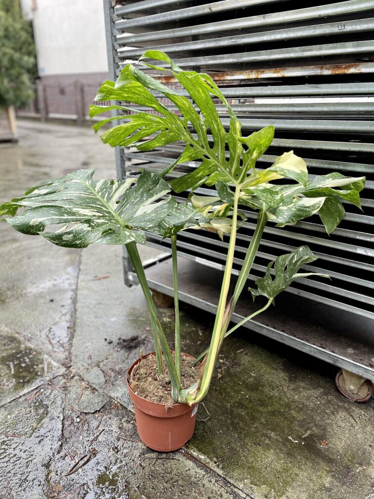 Zdjęcie rosliny doniczkowej Monstera Thai Constellation III, ujęcie 5