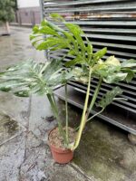 Zdjęcie rosliny doniczkowej Monstera Thai Constellation III, ujęcie 6