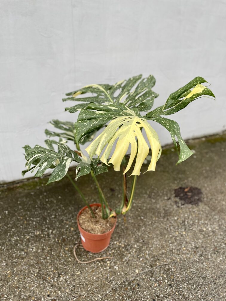 Zdjęcie rosliny doniczkowej Monstera Thai Constellation IV, ujęcie 1