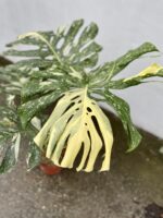 Zdjęcie rosliny doniczkowej Monstera Thai Constellation IV, ujęcie 2