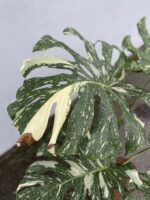 Zdjęcie rosliny doniczkowej Monstera Thai Constellation IV, ujęcie 3