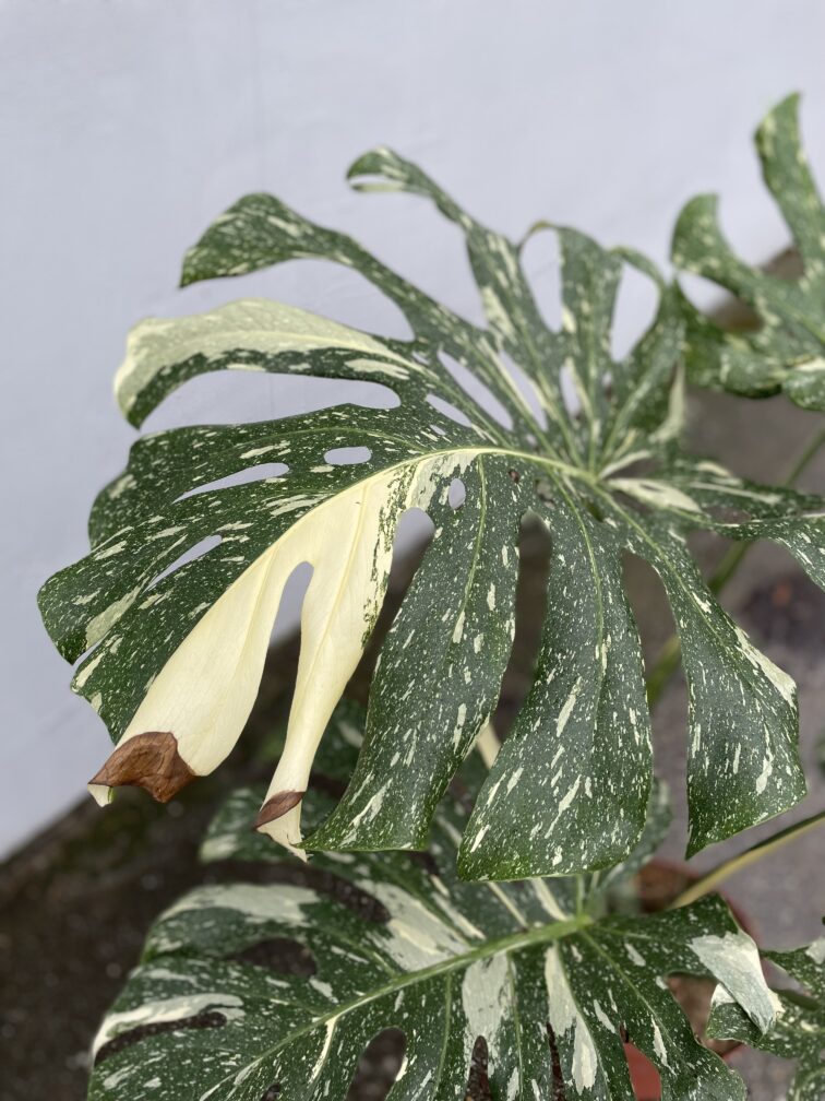 Zdjęcie rosliny doniczkowej Monstera Thai Constellation IV, ujęcie 3