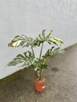 Zdjęcie rosliny doniczkowej Monstera Thai Constellation IV, ujęcie 4