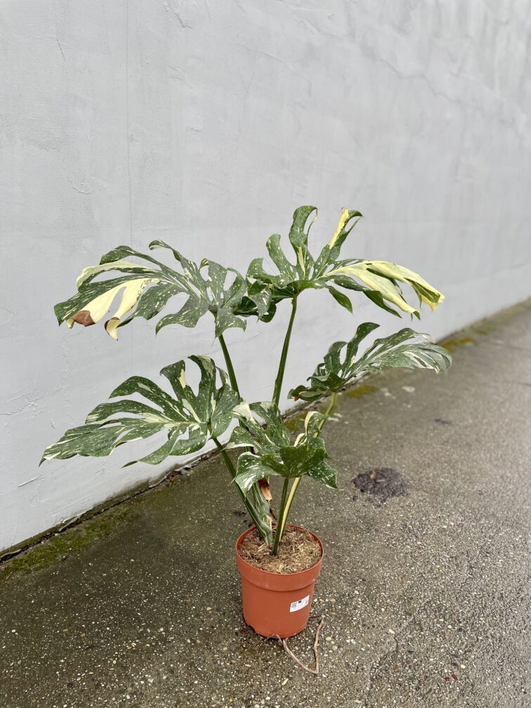 Zdjęcie rosliny doniczkowej Monstera Thai Constellation IV, ujęcie 4
