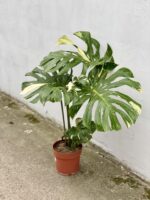 Zdjęcie rosliny doniczkowej Monstera Thai Constellation N. 1, ujęcie 1