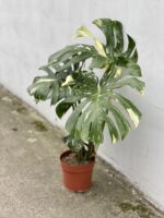 Zdjęcie rosliny doniczkowej Monstera Thai Constellation N. 1, ujęcie 2