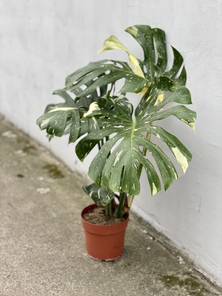 Zdjęcie rosliny doniczkowej Monstera Thai Constellation N. 1, ujęcie 2