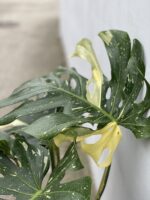 Zdjęcie rosliny doniczkowej Monstera Thai Constellation N. 1, ujęcie 3