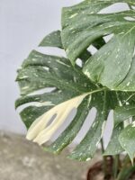 Zdjęcie rosliny doniczkowej Monstera Thai Constellation N. 1, ujęcie 4