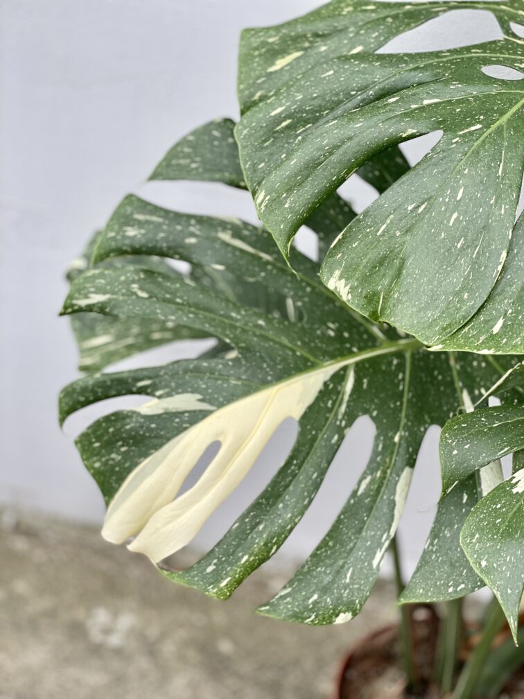 Zdjęcie rosliny doniczkowej Monstera Thai Constellation N. 1, ujęcie 4