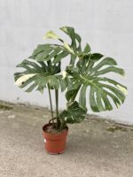 Zdjęcie rosliny doniczkowej Monstera Thai Constellation N. 1, ujęcie 5