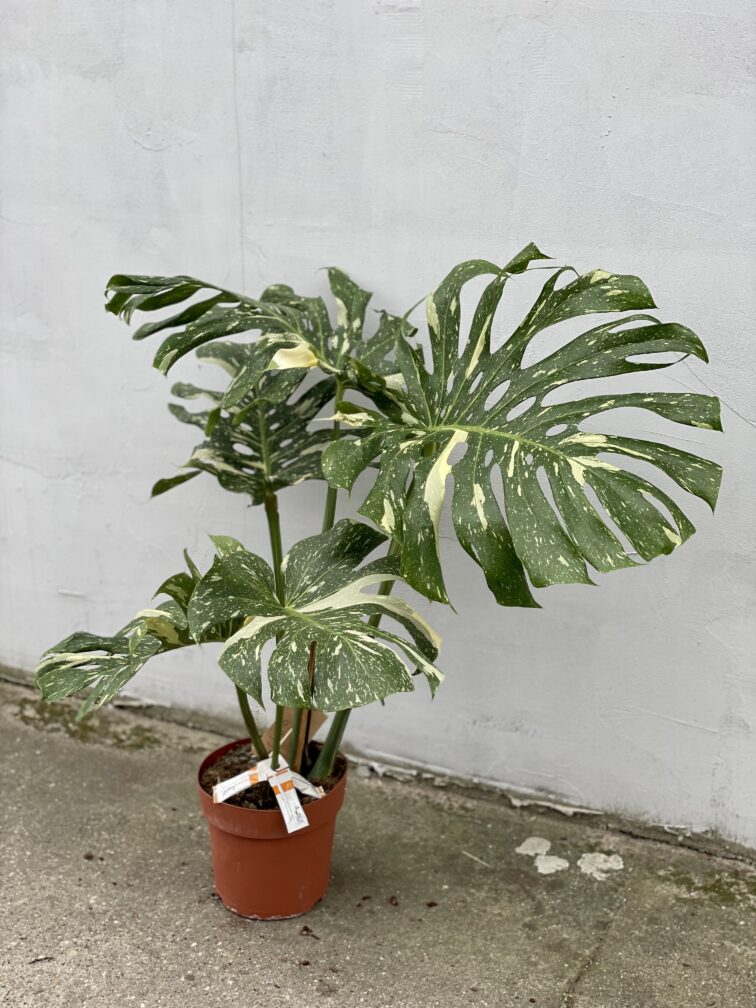 Zdjęcie rosliny doniczkowej Monstera Thai Constellation N.2, ujęcie 1