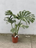 Zdjęcie rosliny doniczkowej Monstera Thai Constellation N.2, ujęcie 2