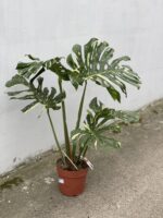Zdjęcie rosliny doniczkowej Monstera Thai Constellation N.2, ujęcie 3