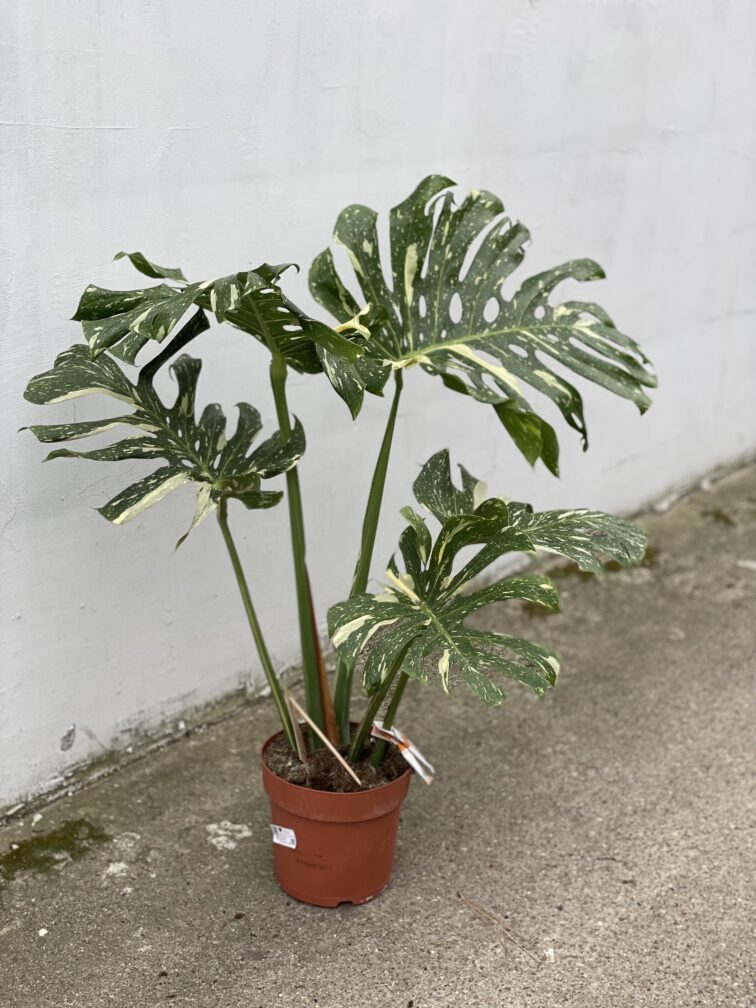 Zdjęcie rosliny doniczkowej Monstera Thai Constellation N.2, ujęcie 3