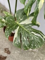 Zdjęcie rosliny doniczkowej Monstera Thai Constellation N.2, ujęcie 4