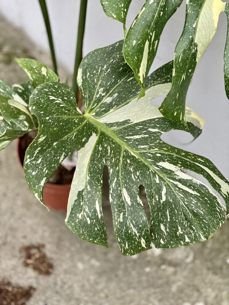 Zdjęcie rosliny doniczkowej Monstera Thai Constellation N.2, ujęcie 4