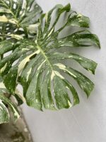 Zdjęcie rosliny doniczkowej Monstera Thai Constellation N.2, ujęcie 5