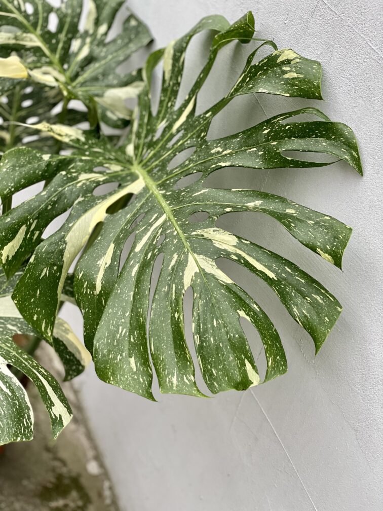 Zdjęcie rosliny doniczkowej Monstera Thai Constellation N.2, ujęcie 5