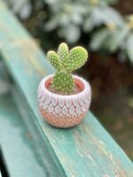Zdjęcie rosliny doniczkowej Opuntia microdasys Albispina, ujęcie 1