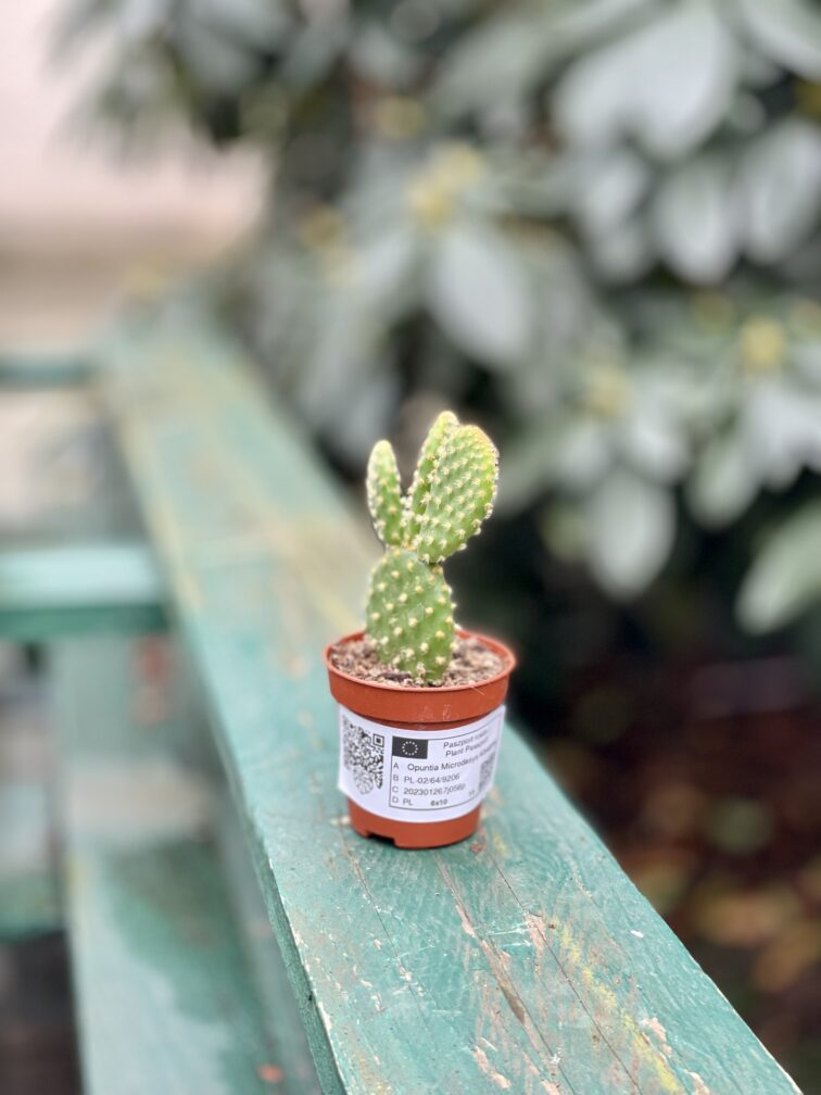 Zdjęcie rosliny doniczkowej Opuntia microdasys Albispina, ujęcie 2