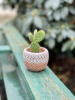 Zdjęcie rosliny doniczkowej Opuntia microdasys Albispina, ujęcie 3