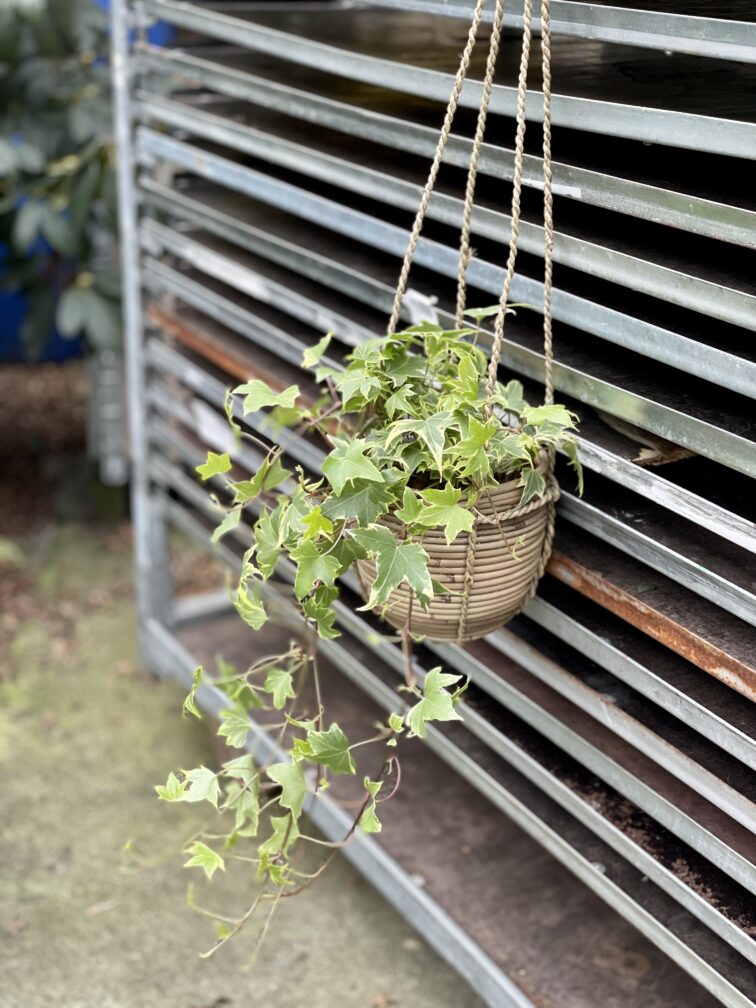 Zdjęcie doniczki lub oslonki: Osłonka Bamboo Basket Hanging 13x13 cm, ujęcie 2