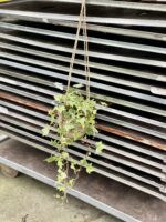 Zdjęcie doniczki lub oslonki: Osłonka Bamboo Basket Hanging 13x13 cm, ujęcie 5
